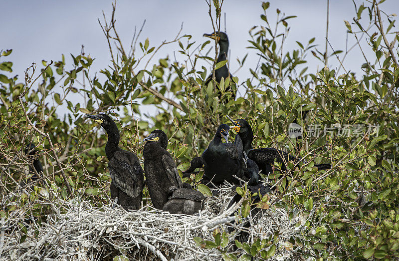 双冠鸬鹚、佛罗里达Phalacrocorax auritus floridanus、金银花Nannopterum auritum、奥杜邦Alafia银行鸟类保护区;鸟岛;希尔斯堡惨案湾;坦帕湾;佛罗里达